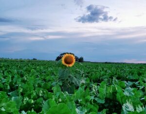 einzigartige Sonnenblume